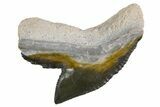 Fossil Tiger Shark (Galeocerdo) Tooth - Bone Valley, Florida #299500-1